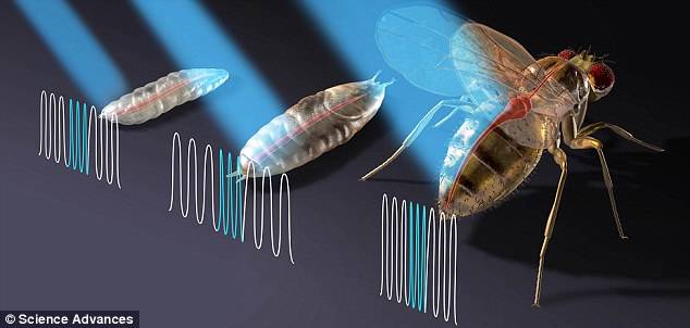 قلبی که با لیزر کنترل میشود